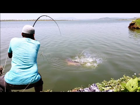 Big Rohu Fishing|We Used To 5 Number Hook|Rohu FISHING|We Used Rice Bran Powder 2 Catch Those fishes