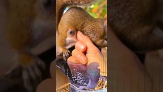 Botfly# Removed# from# Squirrel by Hand 🐿️ #Shorts #VetCare #WildlifeRescue short video