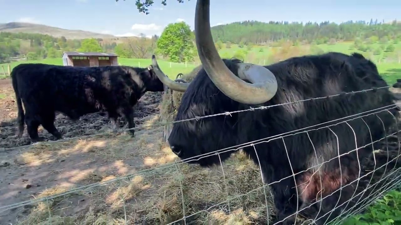 Hairy Cows in Scotland…