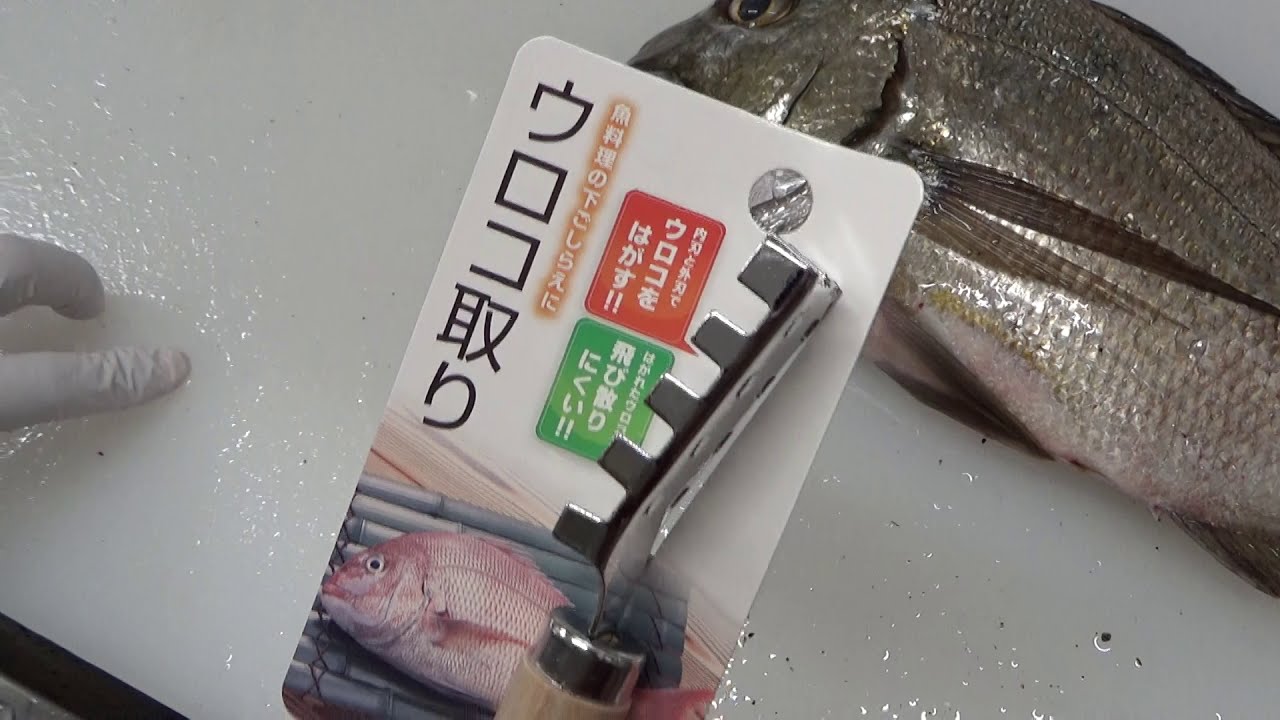 100円ショップのうろこ取りを使って 実際に魚の鱗をかいてみます ご家庭で使う分ならこれで十分 百円でも 取っ手と一体型の方が安定性があります 魚 はヘダイ 釣太郎キッチンの魚調理実験 Youtube