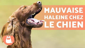 Pourquoi l'haleine de mon chien sent le poisson ?