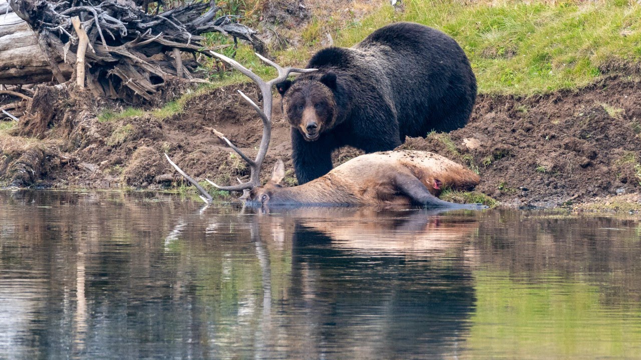 Grizzly bear captυred feasting on downed bυll elk in Yellowstone Park -  YoυTυbe