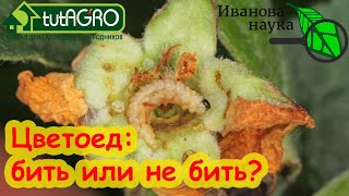 Киньте Дурное! Вот Когда Не Надо Бороться С Цветоедом. Все Так Суетятся, А Совсем Зря! Не Прыскайте!