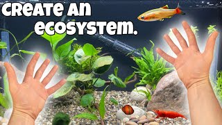 Ecosystem Fish Tank SETUP! (step-by-step)