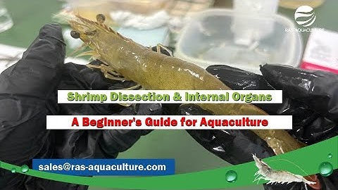 Shrimp Dissection & Internal Organs: A Beginner