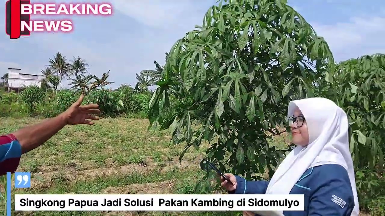 Singkong Papua Jadi Solusi Pakan Kambing di Sidomulyo 