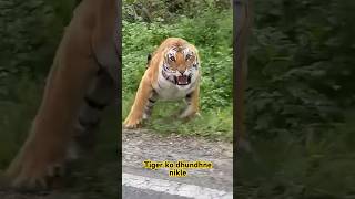 Tiger Ko Dhundhne Nikle! 😰🐯 #shorts #vlog screenshot 5