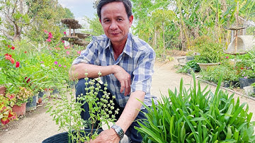 Linh Chi Thảo(cây bao tử)và những công dụng bất ngờ