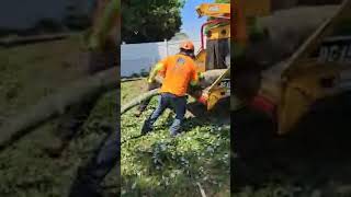Davids Tree service & landscaping llc