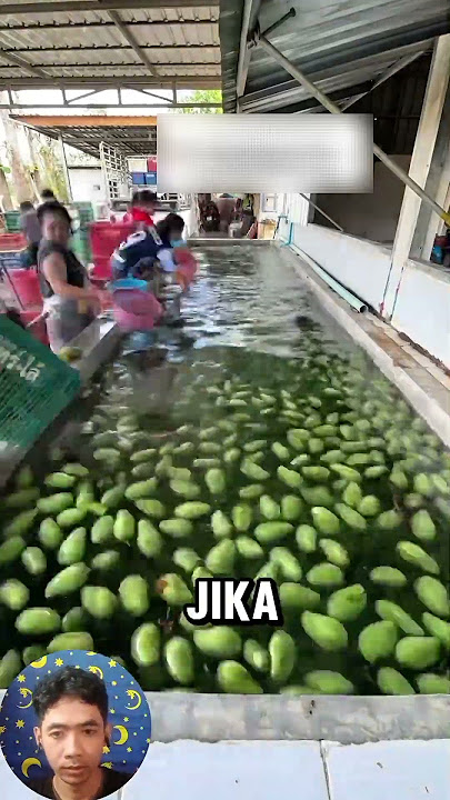 Rahasia memilih mangga muda di thailand #shortvideo #rujak #mangga