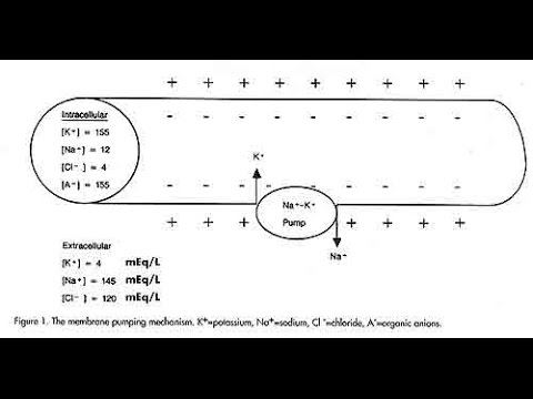 Видео: Что происходит, когда клеточная мембрана деполяризуется?