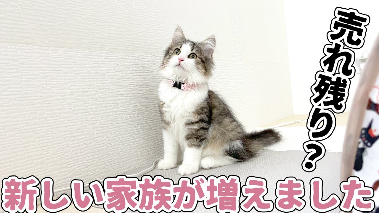 某ペットショップで売れ残っていた可愛い子猫をお迎えしました！【ノルウェージャンフォレストキャット】