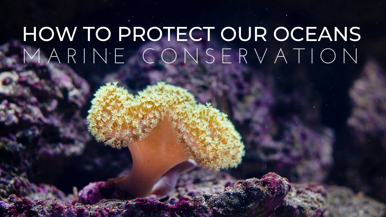 What is Marine Conservation? | How to Protect Our Oceans - YouTube