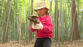 ことしは豊作】タケノコ 産地の田上町で「たけのこまつり」≪新潟