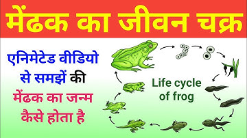 मेंढक का जीवन चक्र | Frog Life Cycle Video | life cycle of frog | Mendhak Ka janm | jivan chakra