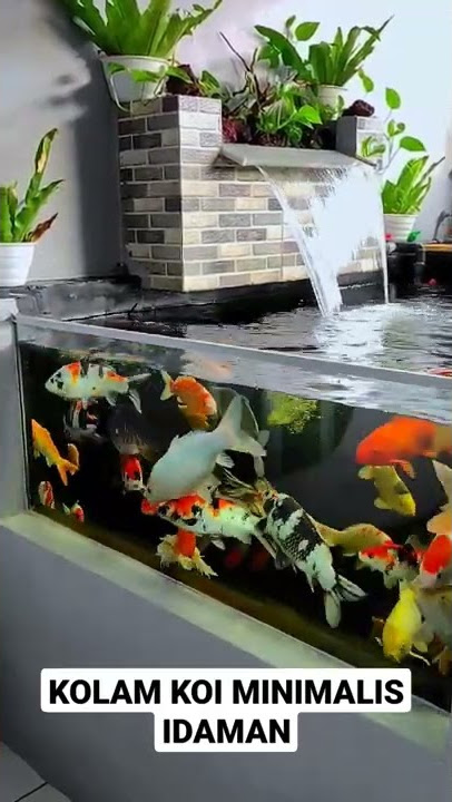 KOLAM KOI MINIMALIS DEPAN RUMAH MIRIP MEGATANK