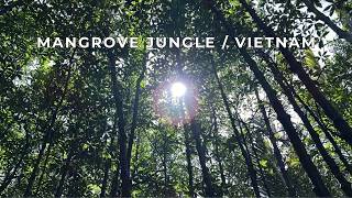 10 Hours Mangrove Forest Sounds | Vietnam Jungle Ambience for Sleep screenshot 5