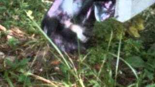 baby squirrel release.avi