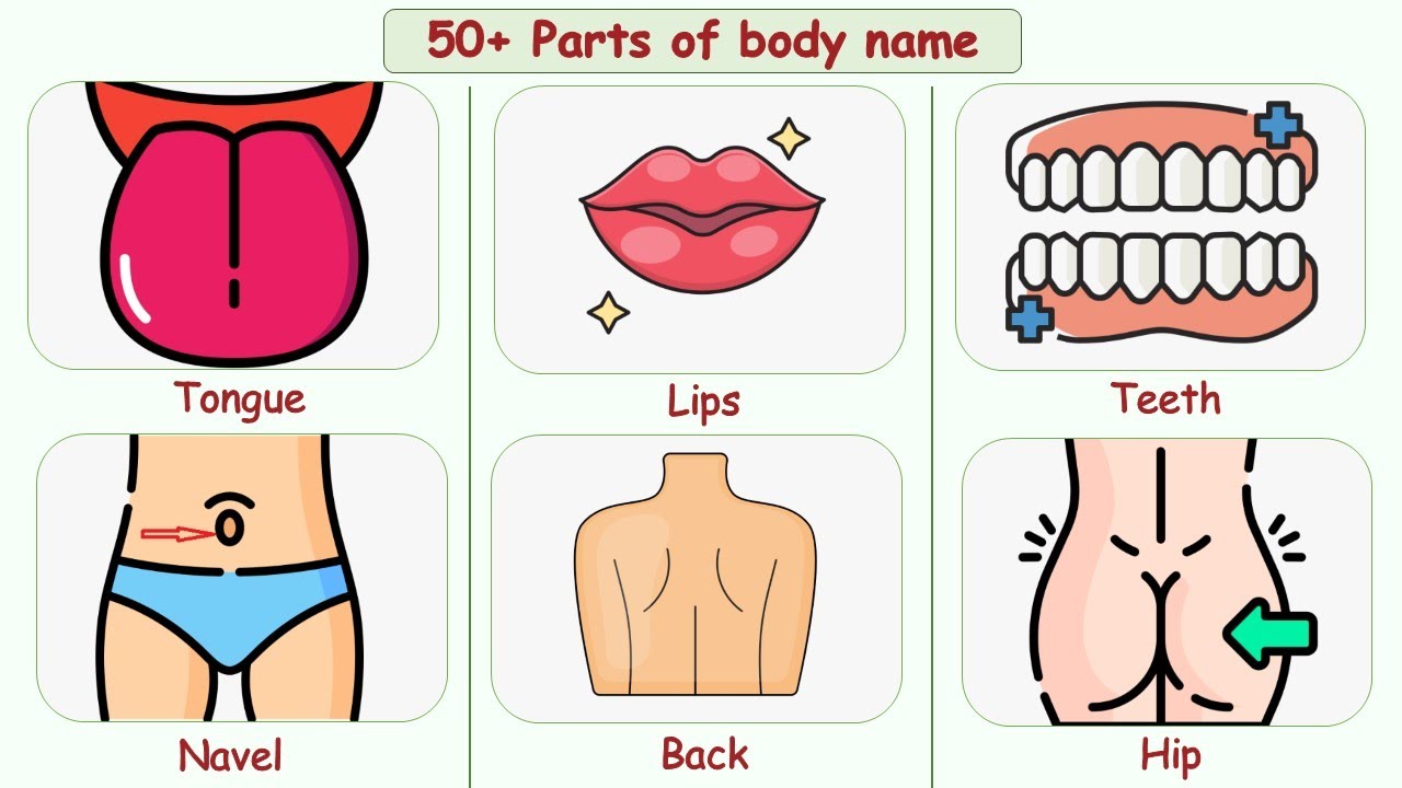 50 Parts Of Body Name Parts Of Body Name With Pictures Parts Of 50-parts-of-body-name-parts-of-body-name-with-pictures-parts-of