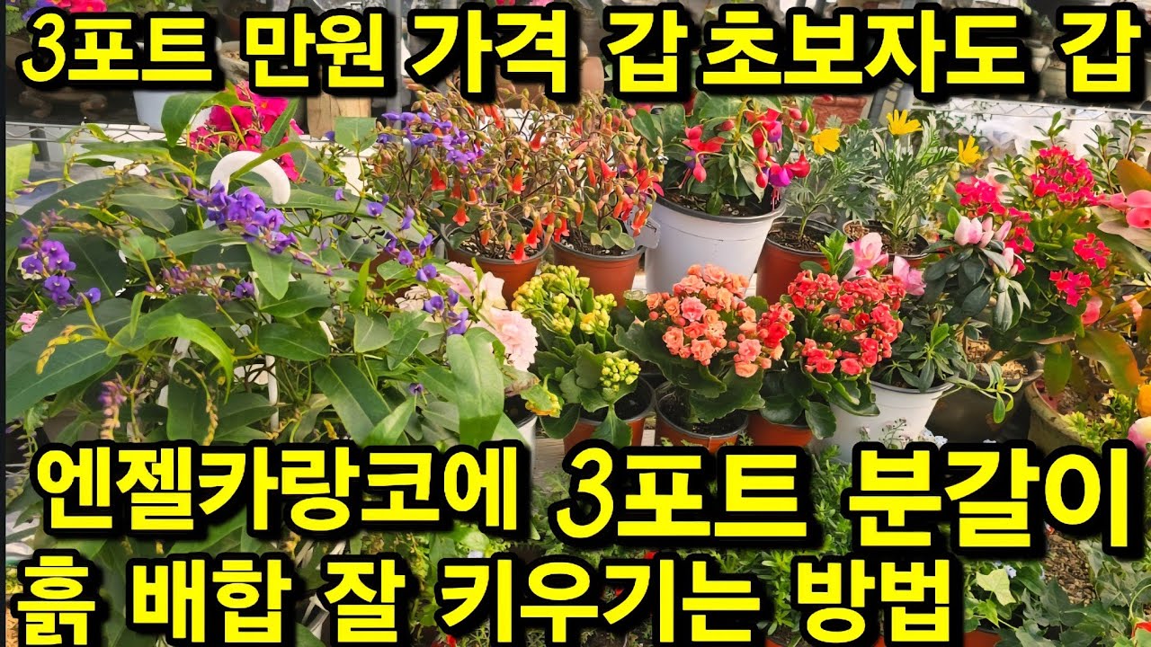 꽃향기 야생화 언박싱 키우기 바쁜 복덩이 가격도 갑 키우기 갑 엔젤카랑코에 분갈이 