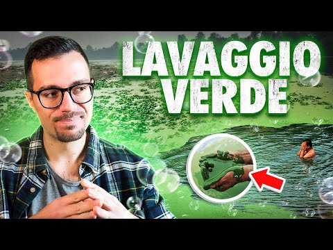 Video: Piccolo baccello d'uovo: descrizione, habitat e proprietà utili