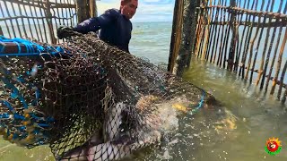 VEJAM! A Despesca dos Currais de enchente e vazante. PESCADORES DE MUTUCAL-CURUÇÁ.PA