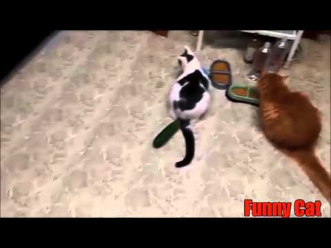 Katzen Angst Vor Gurken Zusammenstellung