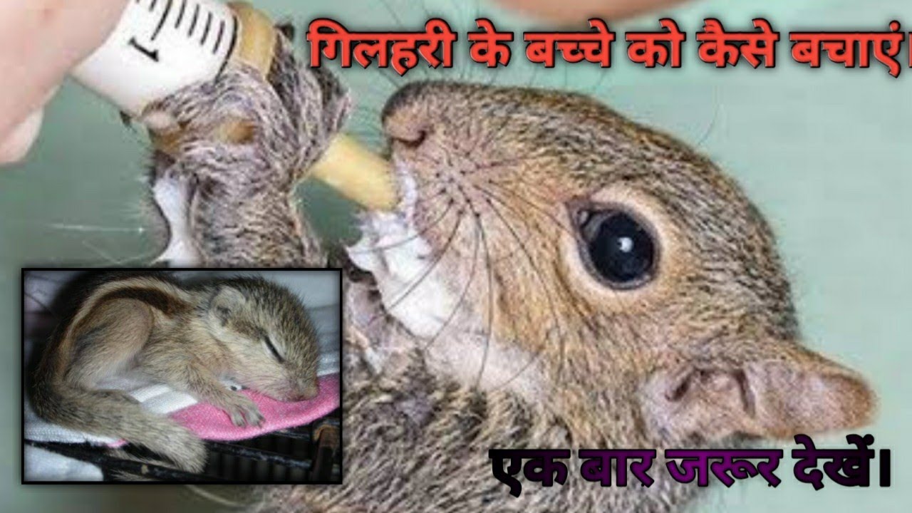 How to save squirrel baby life/how to feed squirrel baby/गिलहरी के बच्चे को कैसे खाना खिलाएं/