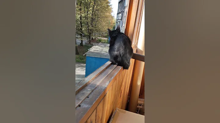 Там не интересно.. ) #cats #cat #котофейка #кот #животные #котик #оле7 #ластёна #котики #кошка