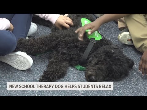Therapy dog helps students at Wyoming elementary school relax