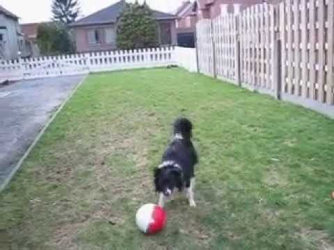 Border Collie Johnny playing soccer