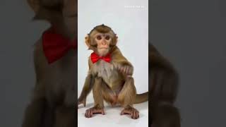 małpka tańcząca #funny #monkey #dance