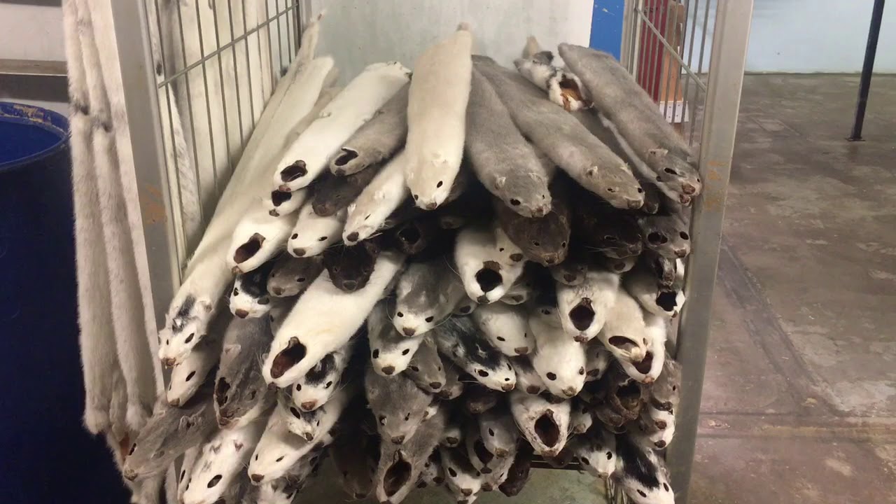 Militanta aktivister vill ha bort minkgård