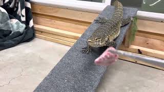 Another day in the life of a Nile monitor