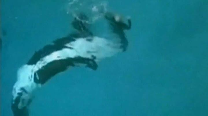 Killer whale drags trainer underwater at SeaWorld, San Diego