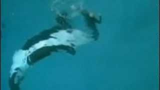 Killer whale drags trainer underwater at SeaWorld, San Diego