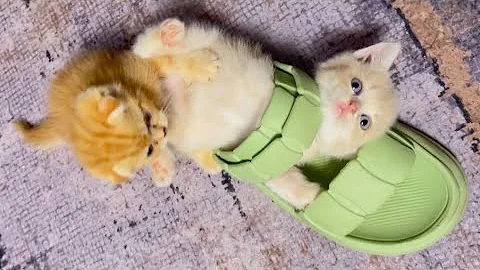 Video 11894771: kitty britishshorthair scottishfold kittens, britishshorthair scottishfold kittens cat, cat kitten munchkin britishshorthair, british shorthair kitty cat, british shorthair pets cat, cute british shorthair kitten, funny british shorthair kittens