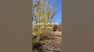 #قرآن #قران_كريم #راحة_نفسية #تلاوة_خاشعة #تلاوة_هادئة #tilawat