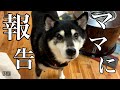 猫に理不尽なことをされたと報告にくる柴犬が可愛すぎた（№253）