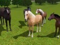 ~ Sims 3 ~ Spirit Stallion of the Cimarron ~ Part 1