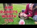 Raising Meat Rabbits Full Cost Breakdown 