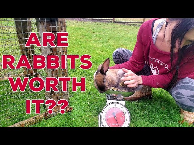 Raising Meat Rabbits - Full Cost Breakdown class=