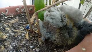 pigeon chicks keep growing /голуби-птенцы продолжают расти