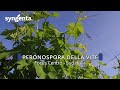 Peronospora della vite, le soluzioni Syngenta per il centro-sud Italia