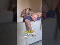 Cat Gives Owner A Massage Shorts Cat Gives Owner A Massage Shorts