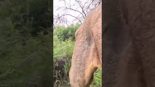 making the lion jump #shortvideo