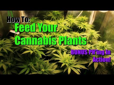Come di nutrire e Ph vostre piante di Marijuana