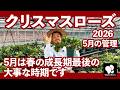 クリスマスローズ 5月の管理　◆横山園芸 公式◆【2026】