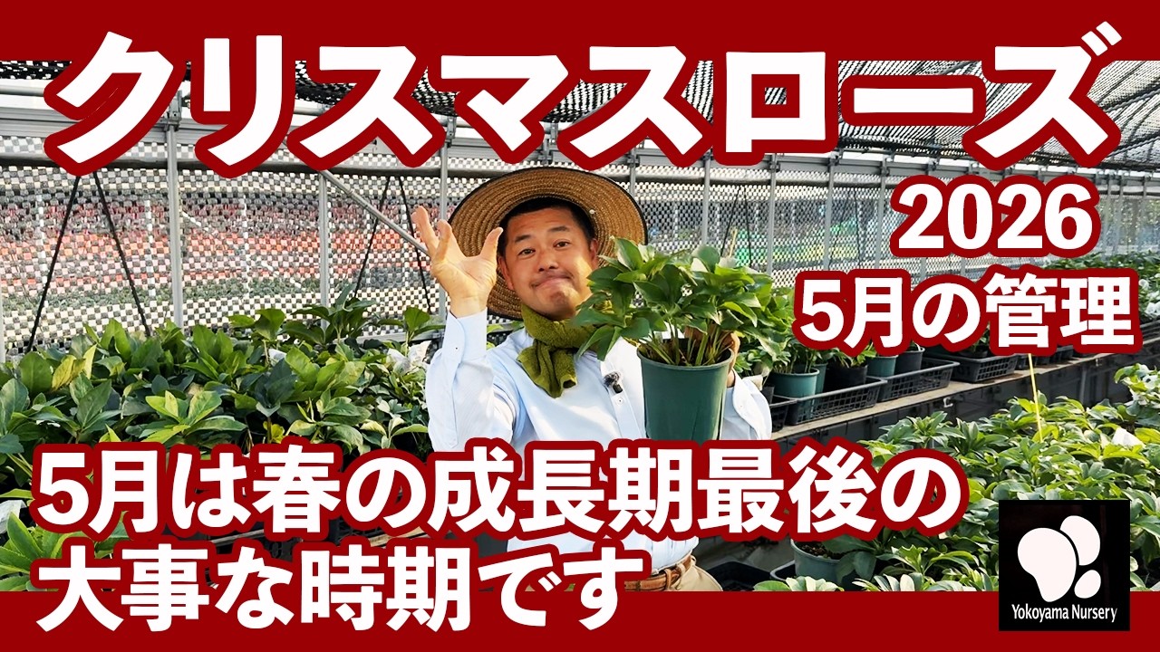 Christmas Rose Care in May ◇Yokoyama Horticulture Official