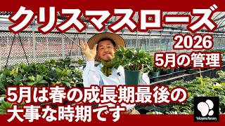 Christmas Rose Care in May ◇Yokoyama Horticulture Official